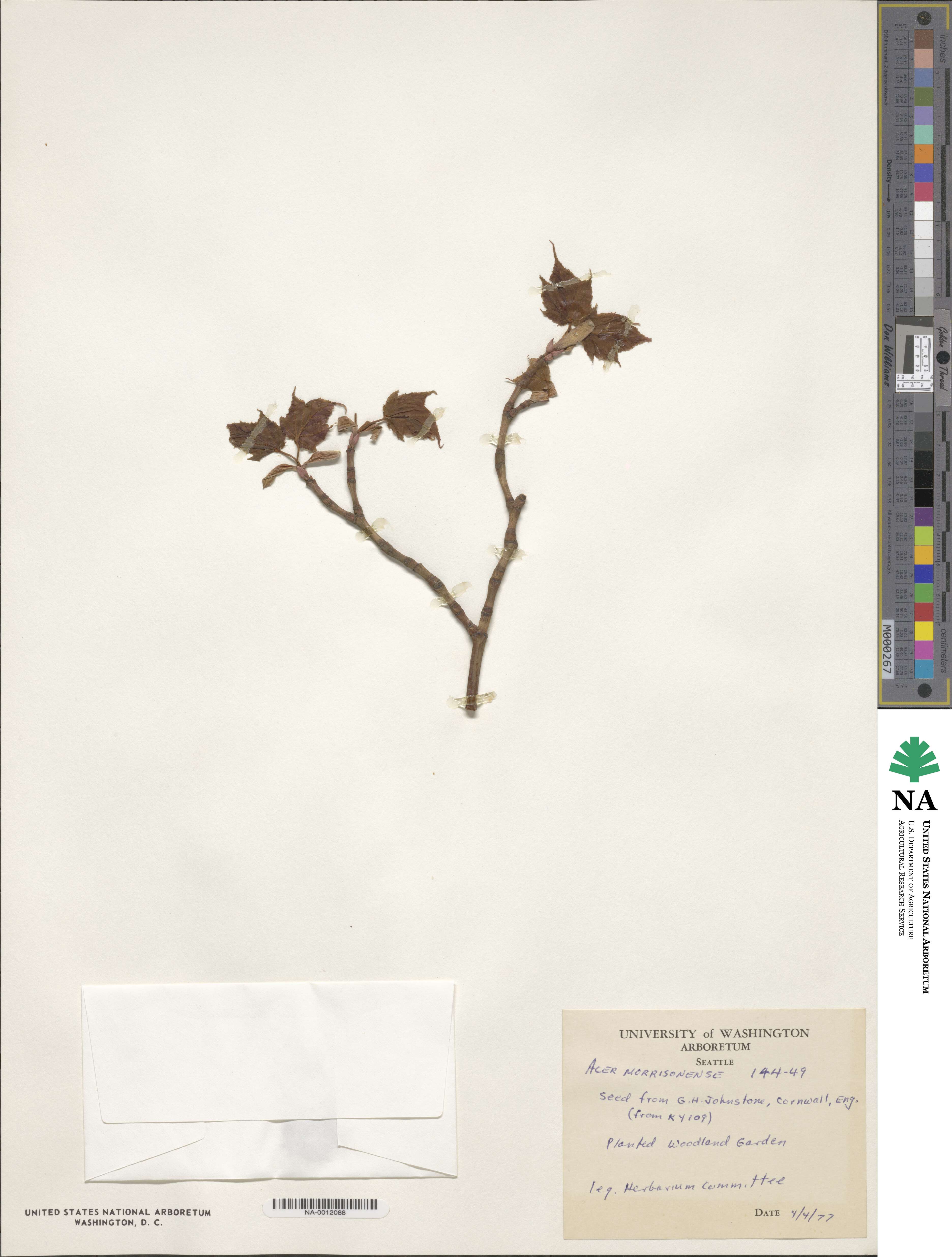 Acer caudatifolium image