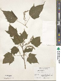 Acer caudatifolium image