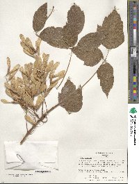 Acer negundo image