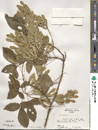 Acer negundo image