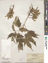 Acer negundo image