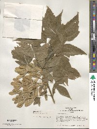 Acer negundo image