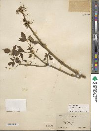 Acer negundo image