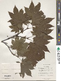 Acer heldreichii image