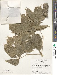 Acer negundo image