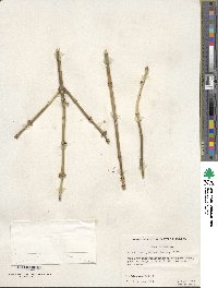 Acer negundo image