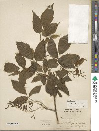 Acer negundo image