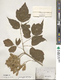 Acer negundo image