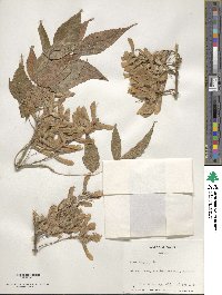 Acer negundo image