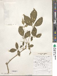 Acer negundo image