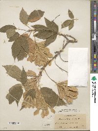 Acer negundo image