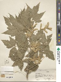 Acer negundo image