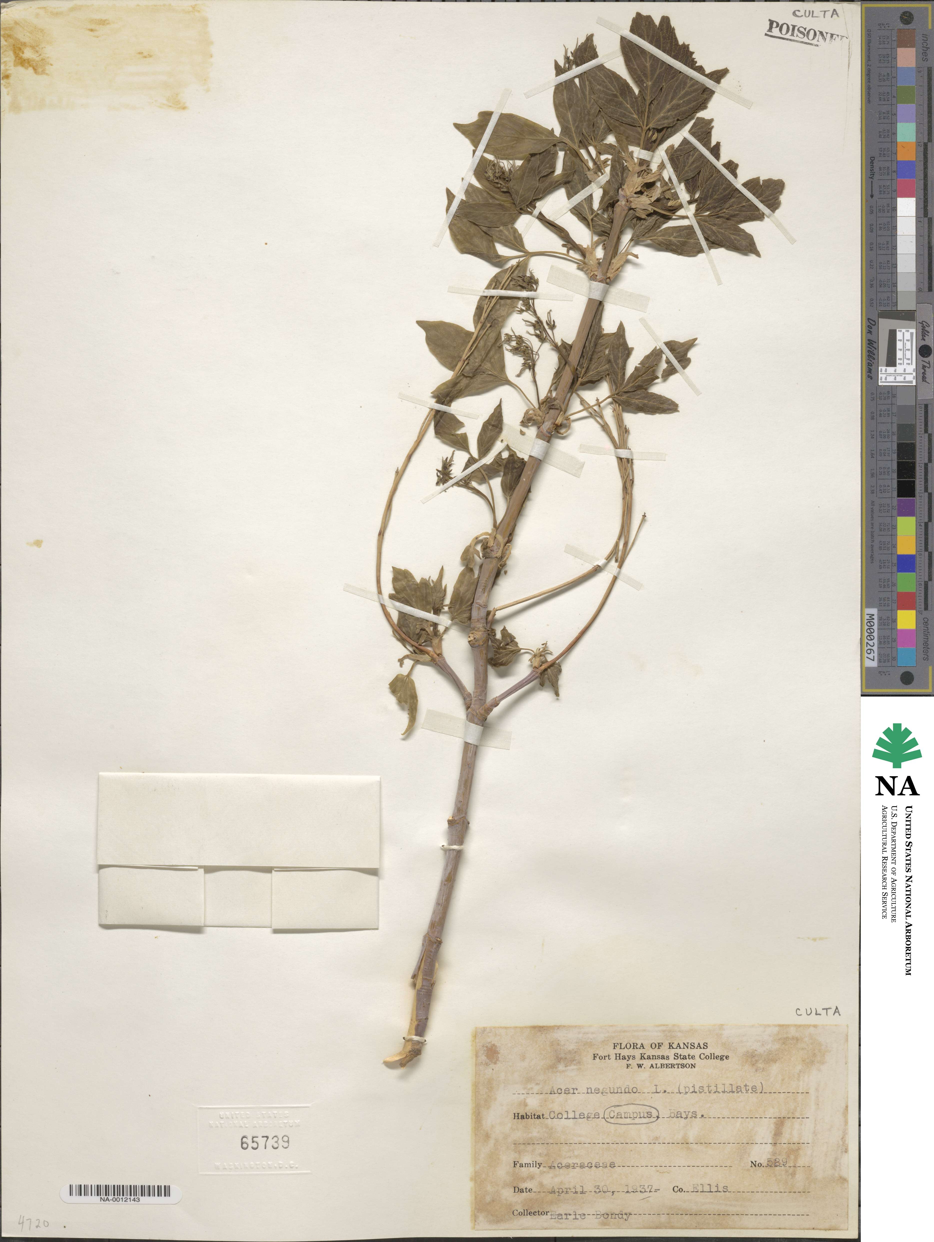 Acer negundo image