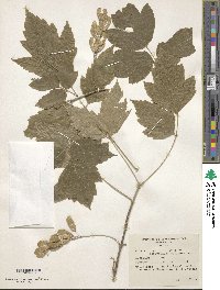 Acer negundo var. californicum image