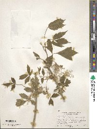 Acer negundo var. californicum image