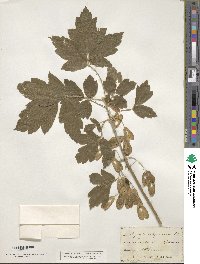 Acer negundo var. californicum image