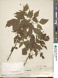 Acer negundo f. heterophyllum image