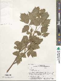 Acer negundo subsp. interius image