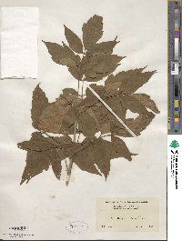 Acer negundo subsp. interius image