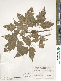 Acer negundo subsp. interius image