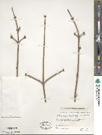 Acer negundo subsp. interius image