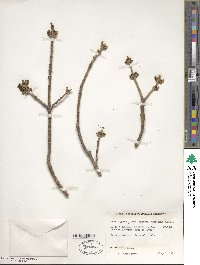 Acer negundo subsp. interius image