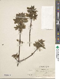 Acer negundo subsp. interius image