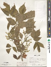 Acer negundo var. texanum image