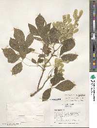 Acer negundo var. texanum image