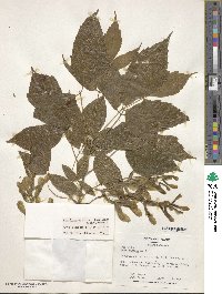 Acer negundo var. texanum image