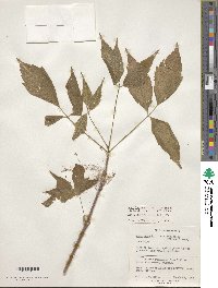 Acer negundo image