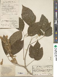 Acer negundo image