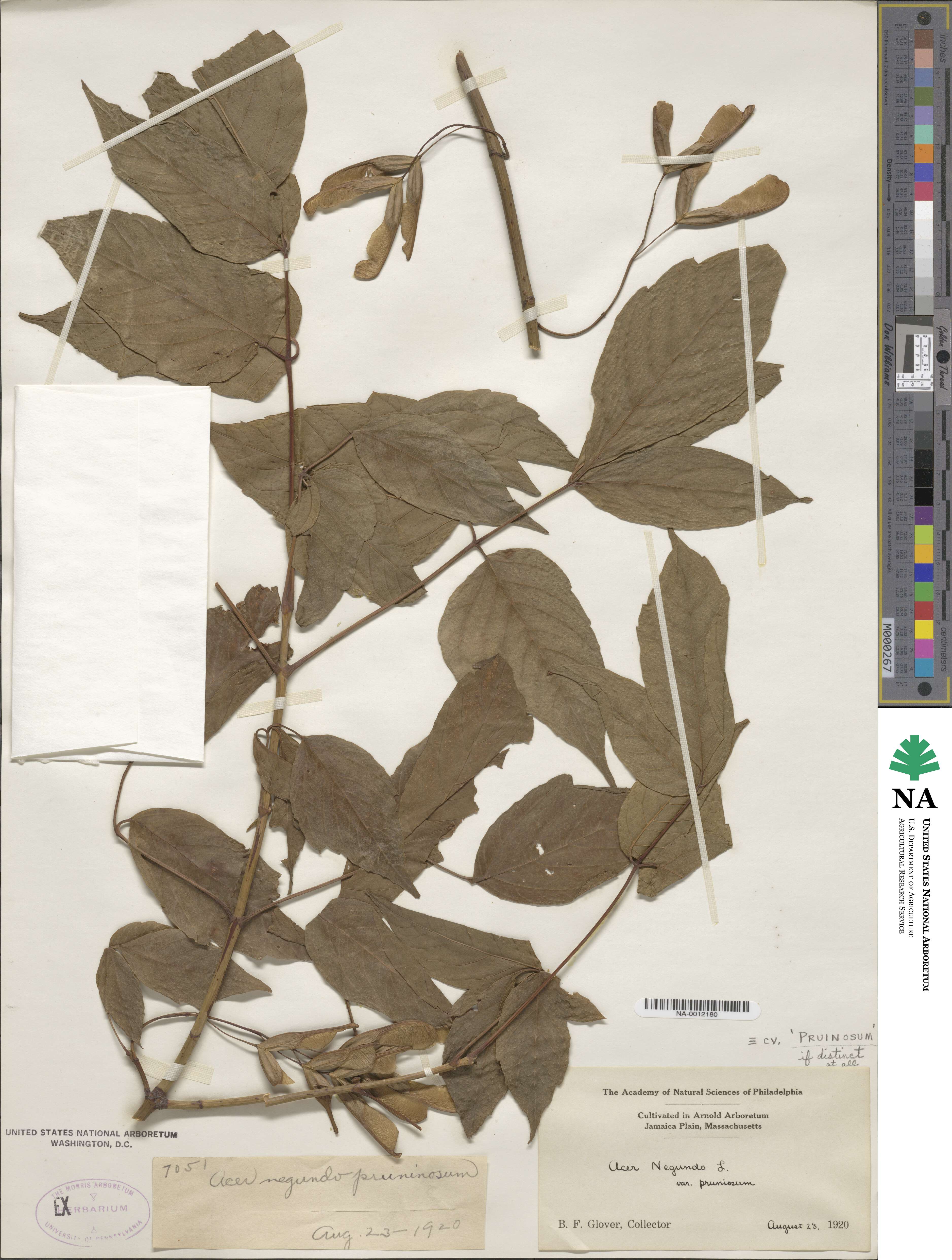 Acer negundo subsp. negundo image