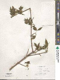 Acer negundo subsp. negundo image