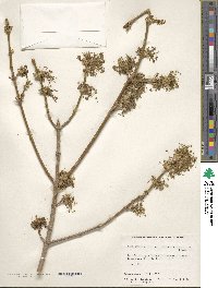 Acer negundo subsp. negundo image