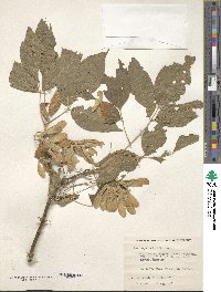 Acer negundo image