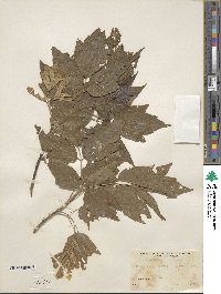 Acer negundo image