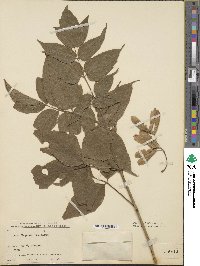 Acer negundo image