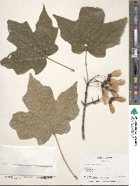 Acer nigrum image