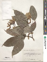 Acer oblongum image