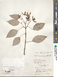 Acer oblongum image