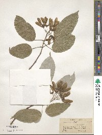 Acer oblongum image