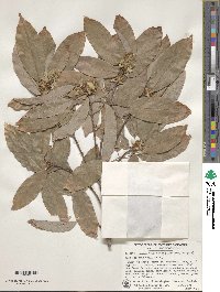 Acer oblongum image