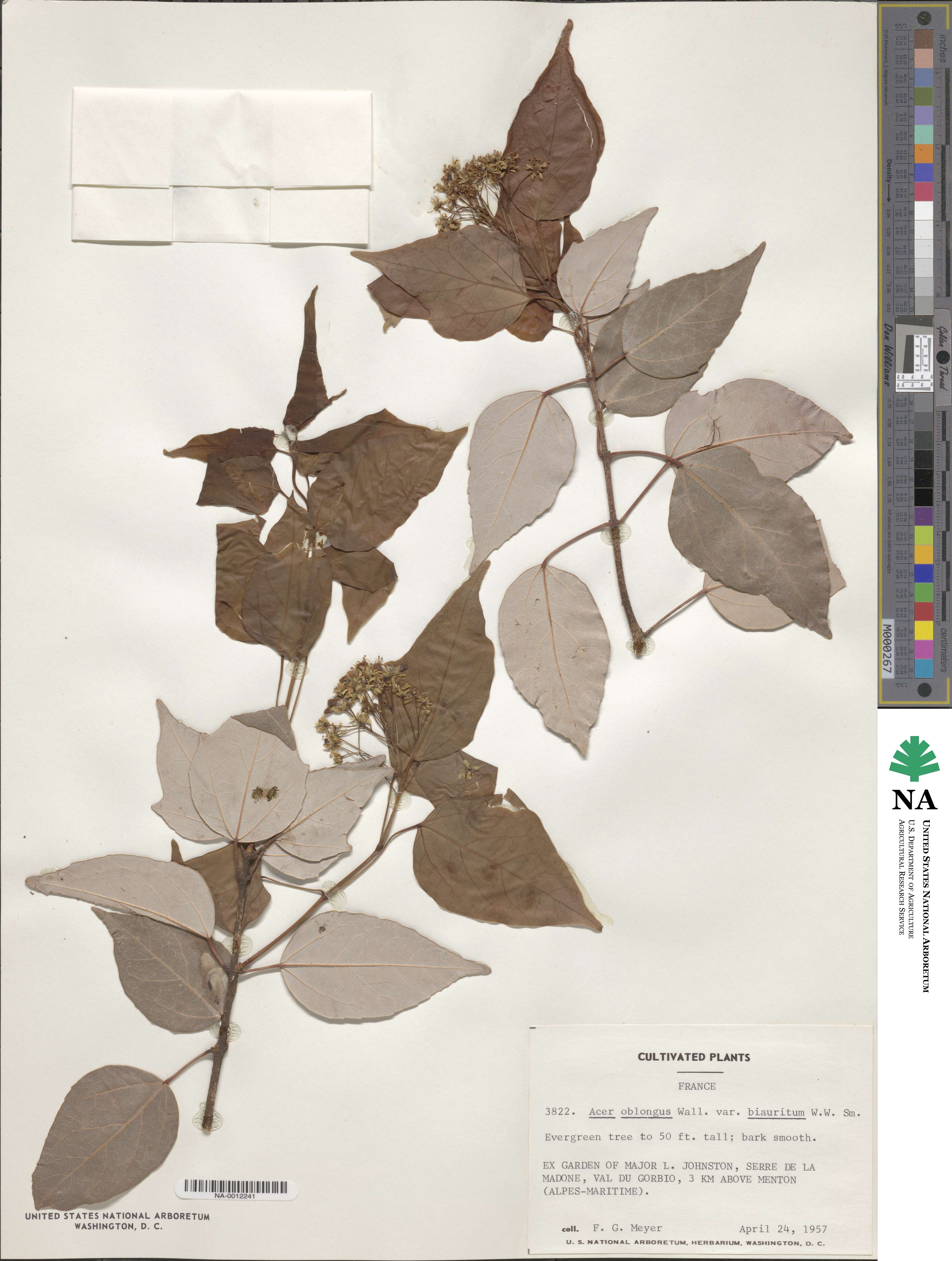Acer paxii image