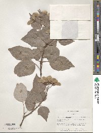Acer paxii image