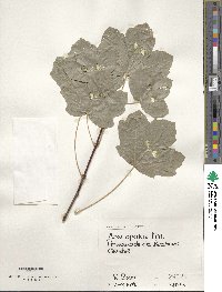 Acer opalus image