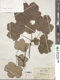 Acer opalus subsp. obtusatum image