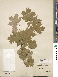 Acer hyrcanum image