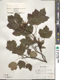 Acer opalus image