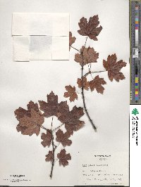 Acer opalus image